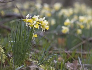 Narcissus pseudonarcissus (Amaryllidaceae)  - Narcisse faux narcisse, Jonquille des bois, Jonquille, Narcisse trompette Pas-de-Calais [France] 08/03/2008 - 100m