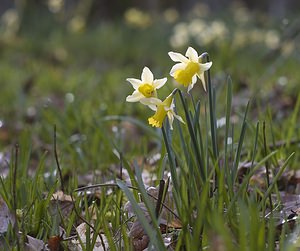 Narcissus pseudonarcissus (Amaryllidaceae)  - Narcisse faux narcisse, Jonquille des bois, Jonquille, Narcisse trompette Pas-de-Calais [France] 08/03/2008 - 100m