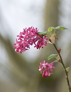 Ribes sanguineum (Grossulariaceae)  - Groseillier sanguin - Flowering Currant Pas-de-Calais [France] 15/03/2008 - 30m