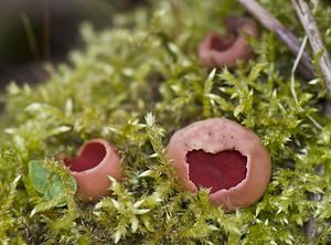 Sarcoscypha coccinea (Sarcoscyphaceae)  - Pézize écarlate - Scarlet Elfcup Pas-de-Calais [France] 15/03/2008 - 30m