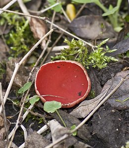 Sarcoscypha coccinea (Sarcoscyphaceae)  - Pézize écarlate - Scarlet Elfcup Pas-de-Calais [France] 15/03/2008 - 30m