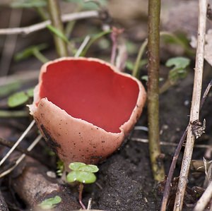 Sarcoscypha coccinea (Sarcoscyphaceae)  - Pézize écarlate - Scarlet Elfcup Pas-de-Calais [France] 15/03/2008 - 30m