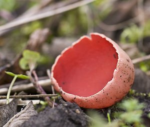 Sarcoscypha coccinea (Sarcoscyphaceae)  - Pézize écarlate - Scarlet Elfcup Pas-de-Calais [France] 15/03/2008 - 30m