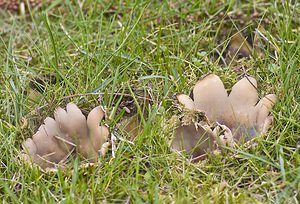 Sarcosphaera coronaria (Pezizaceae)  - Pézize superbe Nord [France] 15/03/2008 - 30mpousse sous les r?sineux, ici des c?dres