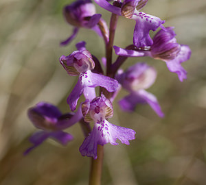 Anacamptis morio (Orchidaceae)  - Anacamptide bouffon, Orchis bouffon Drome [France] 19/04/2008 - 280m