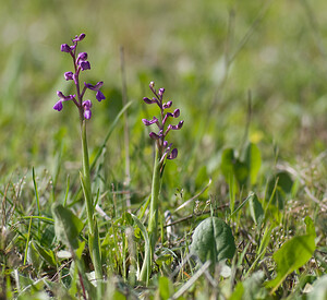 Anacamptis morio subsp. picta (Orchidaceae)  - Anacamptide peinte, Orchis peint Var [France] 13/04/2008 - 130m