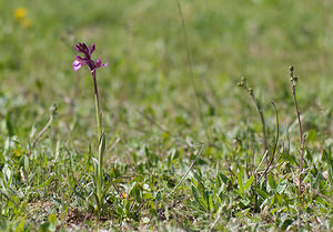 Anacamptis x gennarii (Orchidaceae)  - Anacamptide de Gennari, Orchis de GennariAnacamptis papilionacea x Anacamptis morio subsp. picta. Var [France] 13/04/2008 - 140m