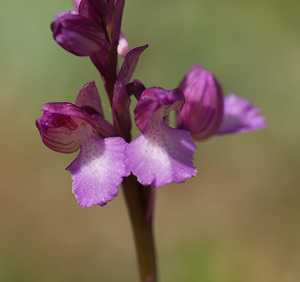 Anacamptis x gennarii (Orchidaceae)  - Anacamptide de Gennari, Orchis de GennariAnacamptis papilionacea x Anacamptis morio subsp. picta. Var [France] 14/04/2008 - 130m