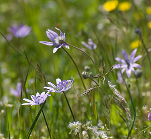 Anemone hortensis (Ranunculaceae)  - Anémone des jardins Var [France] 13/04/2008 - 80m