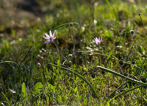 Anemone hortensis (Ranunculaceae)  - Anémone des jardins Var [France] 13/04/2008 - 70m