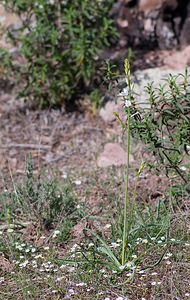 Anthericum liliago (Asparagaceae)  - Phalangère à fleurs de lis, Phalangère petit-lis, Bâton de Saint Joseph, Anthéricum à fleurs de Lis Var [France] 13/04/2008 - 90m