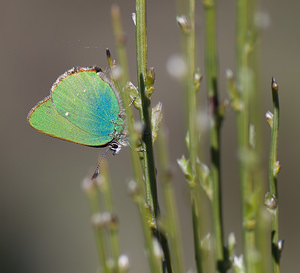 Callophrys rubi (Lycaenidae)  - Thécla de la Ronce, Argus vert - Green Hairstreak Alpes-Maritimes [France] 15/04/2008 - 1110m