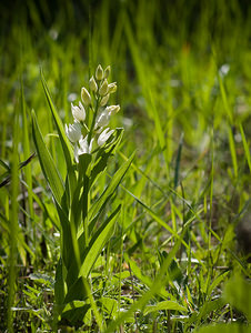 Cephalanthera longifolia (Orchidaceae)  - Céphalanthère à feuilles longues, Céphalanthère à longues feuilles, Céphalanthère à feuilles en épée - Narrow-leaved Helleborine Var [France] 13/04/2008 - 130m