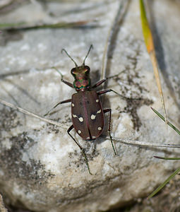 Cicindela campestris (Carabidae)  - Cicindèle des champs - Green Tiger Beetle Alpes-Maritimes [France] 15/04/2008 - 730m