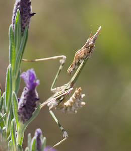 Empusa pennata (Empusidae)  - Empuse commune, Diablotin Var [France] 13/04/2008 - 90m