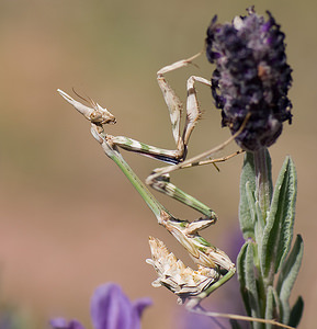 Empusa pennata (Empusidae)  - Empuse commune, Diablotin Var [France] 13/04/2008 - 90m