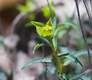 Euphorbia flavicoma (Euphorbiaceae)  - Euphorbe à tête jaune-d'or, Euphorbe à ombelles jaunes, Euphorbe à tête jaune Alpes-Maritimes [France] 15/04/2008 - 450m