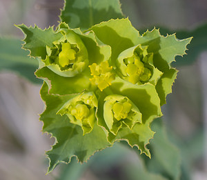 Euphorbia serrata (Euphorbiaceae)  - Euphorbe dentée Alpes-de-Haute-Provence [France] 16/04/2008 - 500m