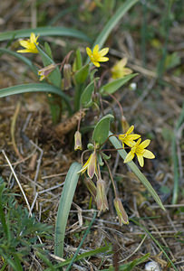 Gagea reverchonii (Liliaceae)  - Gagée de Reverchon, Gagée de Burnat Alpes-Maritimes [France] 15/04/2008 - 1110m