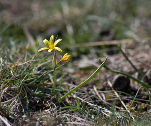 Gagea reverchonii (Liliaceae)  - Gagée de Reverchon, Gagée de Burnat Alpes-Maritimes [France] 15/04/2008 - 1110m