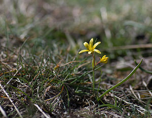 Gagea reverchonii (Liliaceae)  - Gagée de Reverchon, Gagée de Burnat Alpes-Maritimes [France] 15/04/2008 - 1110m