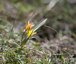 Gagea reverchonii (Liliaceae)  - Gagée de Reverchon, Gagée de Burnat Alpes-Maritimes [France] 15/04/2008 - 1110m