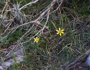 Gagea reverchonii (Liliaceae)  - Gagée de Reverchon, Gagée de Burnat Alpes-Maritimes [France] 15/04/2008 - 1110m