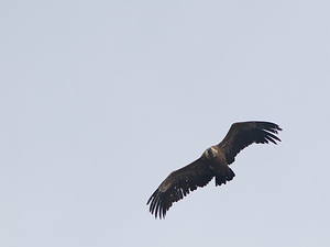 Gyps fulvus (Accipitridae)  - Vautour fauve - Eurasian Griffon Vulture Drome [France] 18/04/2008 - 670m