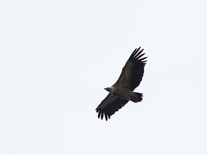 Gyps fulvus (Accipitridae)  - Vautour fauve - Eurasian Griffon Vulture Drome [France] 18/04/2008 - 680m