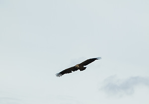 Gyps fulvus (Accipitridae)  - Vautour fauve - Eurasian Griffon Vulture Drome [France] 18/04/2008 - 690m