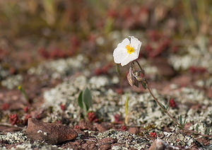 Helianthemum apenninum (Cistaceae)  - Hélianthème des Apennins - White Rock-rose Herault [France] 09/04/2008 - 240m