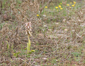 Himantoglossum robertianum (Orchidaceae)  - Barlie de Robert Bouches-du-Rhone [France] 11/04/2008 - 110m