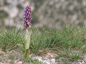 Himantoglossum robertianum (Orchidaceae)  - Barlie de Robert Alpes-de-Haute-Provence [France] 16/04/2008 - 480m