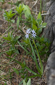 Hyacinthoides italica (Asparagaceae)  - Fausse jacinthe d'Italie, Scille d'italie, Jacinthe d'italie - Italian Bluebell Alpes-Maritimes [France] 15/04/2008 - 1110m