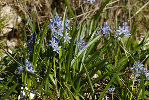 Hyacinthoides italica (Asparagaceae)  - Fausse jacinthe d'Italie, Scille d'italie, Jacinthe d'italie - Italian Bluebell Alpes-Maritimes [France] 15/04/2008 - 1110m