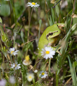 Hyla meridionalis (Hylidae)  - Rainette méridionale - Stripeless Tree Frog Var [France] 13/04/2008 - 80m