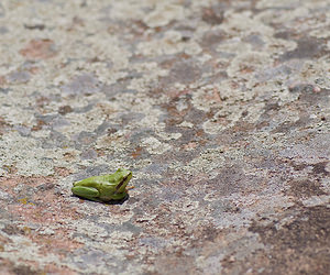 Hyla meridionalis (Hylidae)  - Rainette méridionale - Stripeless Tree Frog Var [France] 13/04/2008 - 80m