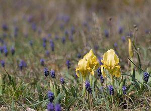 Iris lutescens (Iridaceae)  - Iris jaunissant, Iris jaunâtre, Iris nain Var [France] 12/04/2008 - 440m