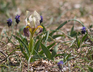 Iris lutescens (Iridaceae)  - Iris jaunissant, Iris jaunâtre, Iris nain Var [France] 12/04/2008 - 450m