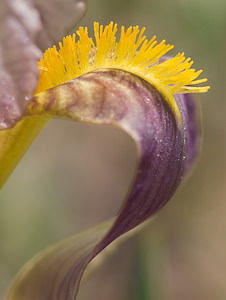 Iris lutescens (Iridaceae)  - Iris jaunissant, Iris jaunâtre, Iris nain Var [France] 12/04/2008 - 450m