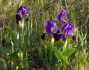 Iris lutescens (Iridaceae)  - Iris jaunissant, Iris jaunâtre, Iris nain Var [France] 12/04/2008 - 180m