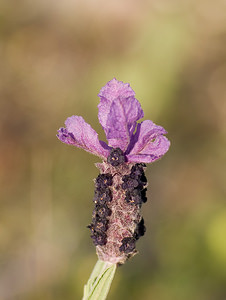 Lavandula stoechas (Lamiaceae)  - Lavande stoechade, Lavande papillon, Lavande stéchade Var [France] 12/04/2008 - 130m