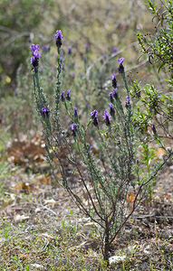 Lavandula stoechas (Lamiaceae)  - Lavande stoechade, Lavande papillon, Lavande stéchade Var [France] 13/04/2008 - 80m