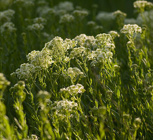 Lepidium draba (Brassicaceae)  - Passerage drave , Pain-blanc - Hoary Cress Var [France] 12/04/2008 - 130m