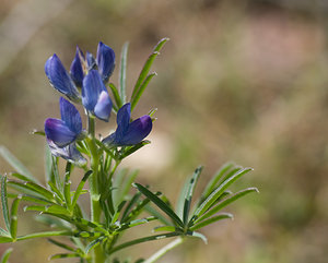 Lupinus angustifolius (Fabaceae)  - Lupin à feuilles étroites, Lupin bleu - Narrow-leaved Lupin Var [France] 13/04/2008 - 80m