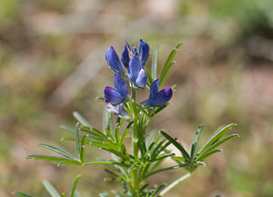 Lupinus angustifolius (Fabaceae)  - Lupin à feuilles étroites, Lupin bleu - Narrow-leaved Lupin Var [France] 13/04/2008 - 80m