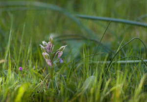 Neotinea lactea (Orchidaceae)  - Néotinée lactée, Orchis laiteux, Orchis lacté Var [France] 14/04/2008 - 130m