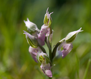 Neotinea lactea (Orchidaceae)  - Néotinée lactée, Orchis laiteux, Orchis lacté Var [France] 14/04/2008 - 130m