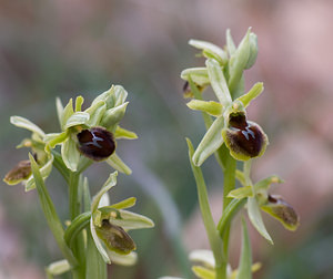 Ophrys virescens (Orchidaceae)  - Ophrys verdissant Alpes-de-Haute-Provence [France] 17/04/2008 - 670m