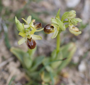 Ophrys virescens (Orchidaceae)  - Ophrys verdissant Alpes-de-Haute-Provence [France] 17/04/2008 - 660m